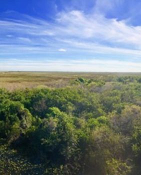 everglades